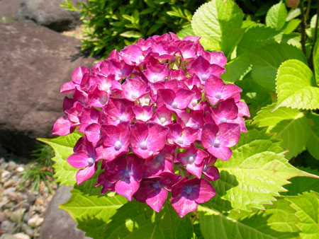 中庭で「紫陽花」を発見！！