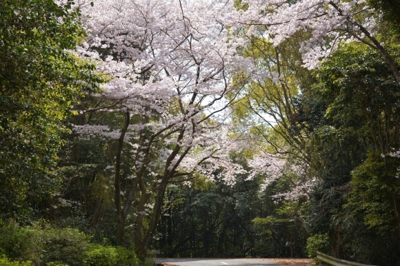ファイル名: senganzan-1.jpg
ファイルサイズ: 351.3KB
→クリックで元のサイズを表示 senganzan-1